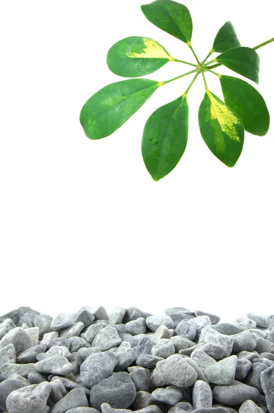 돌과 잎 — 스톡 사진