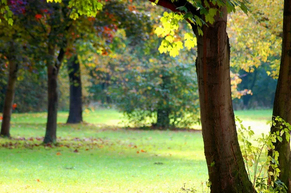 Πτώση στο πάρκο με καταπράσινα δέντρα, με μπλε ουρανό — Φωτογραφία Αρχείου