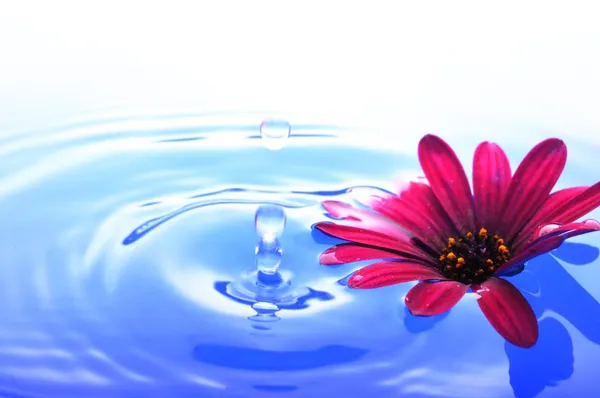 Blomst i vann – stockfoto