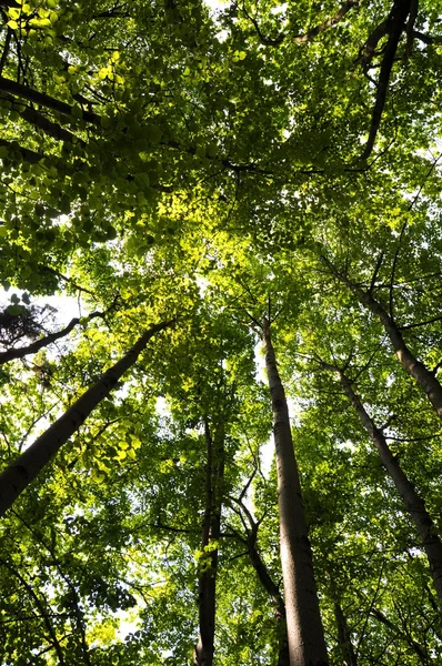 Árvores na floresta — Fotografia de Stock