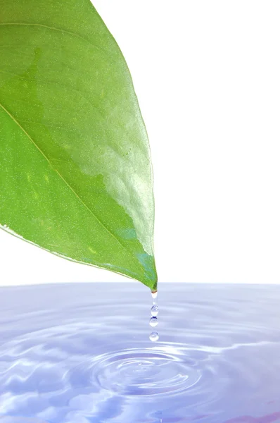 잎과 물 — 스톡 사진