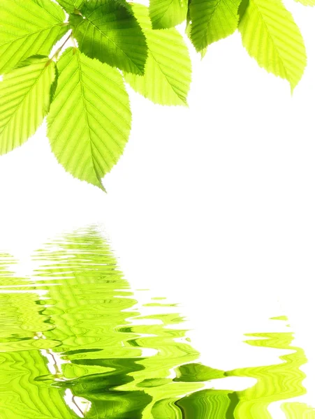 Зеленые летние листья — стоковое фото
