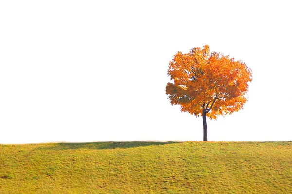 Árbol en otoño —  Fotos de Stock