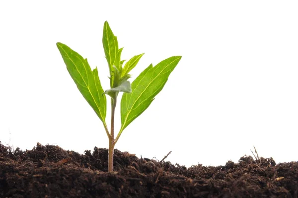 Young plant — Stock Photo, Image