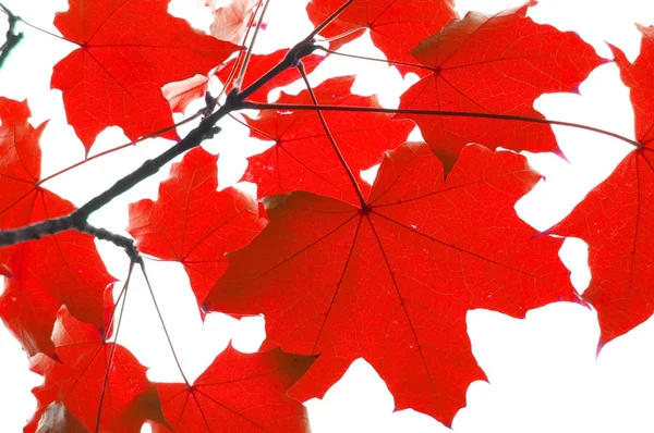 Red fall leaves — Stock Photo, Image