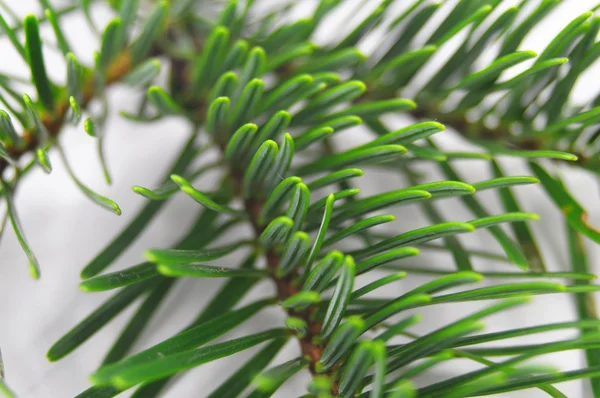 Зелений fir — стокове фото