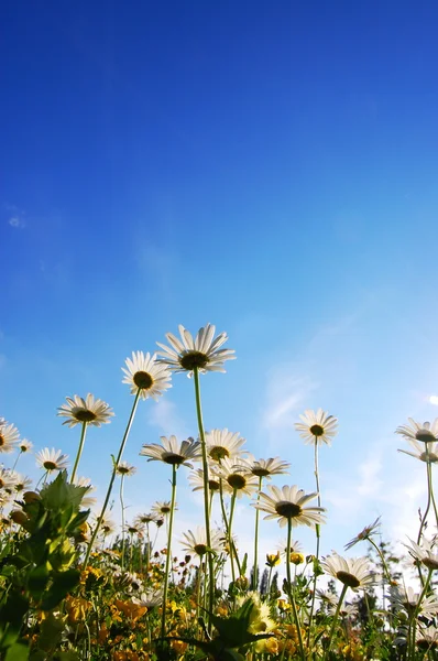 Blomma i sommar under blå himmel — Stockfoto