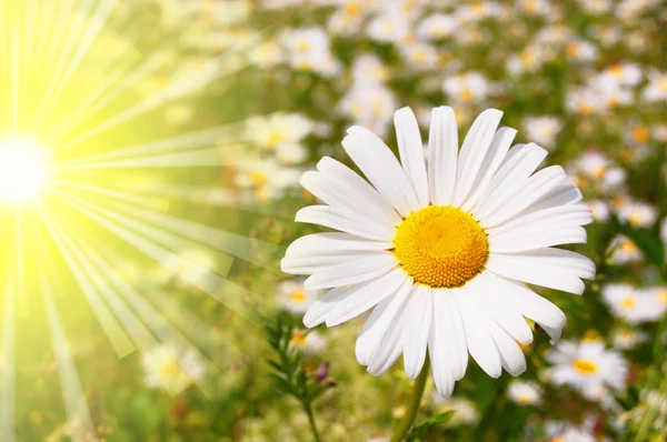 ดอกไม้และดวงอาทิตย์ — ภาพถ่ายสต็อก