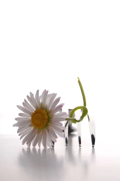 Çiçek ve çatal — Stok fotoğraf