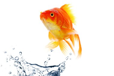 Goldfish clipart