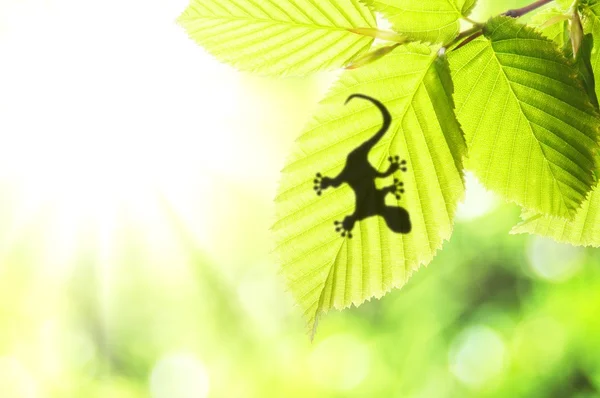 Levél zöld dzsungel és a gecko — Stock Fotó