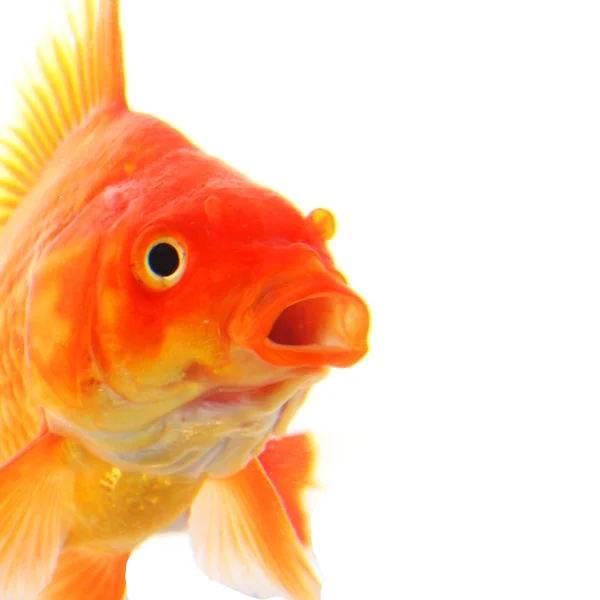 stock image Goldfish