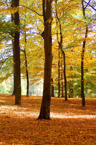Las i ogród z złote liście na jesieni — Zdjęcie stockowe