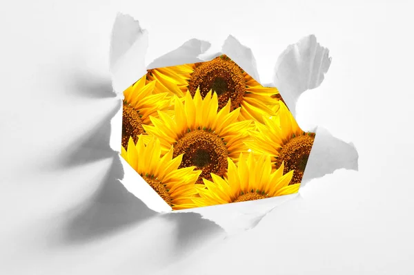 Flor detrás del agujero en papel — Foto de Stock