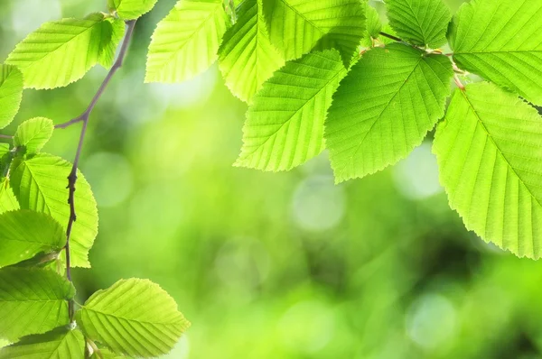 Zelené letní listy — Stock fotografie