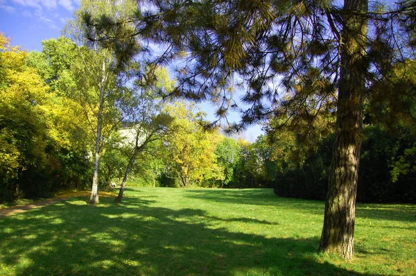 Лето в парке с зелеными деревьями и травой — стоковое фото