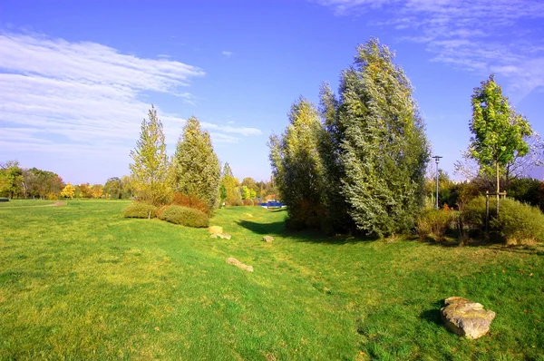Літо в парку з зеленими деревами і травою — стокове фото
