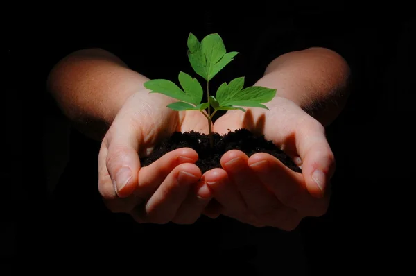 Jonge plant met bodem in handen — Stockfoto