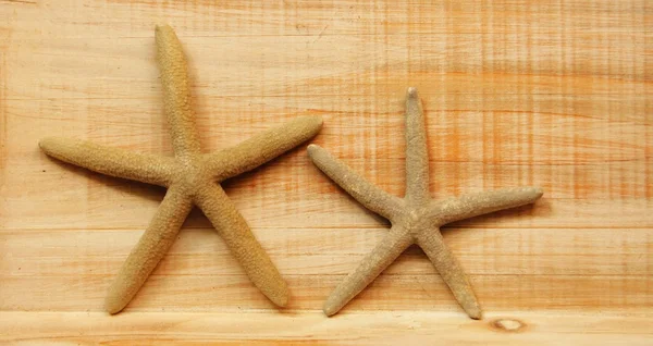 Star balık — Stok fotoğraf