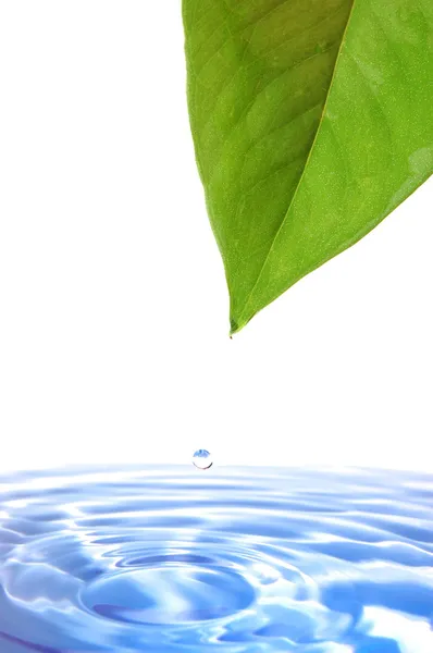 Leaf and water — Stock Photo, Image
