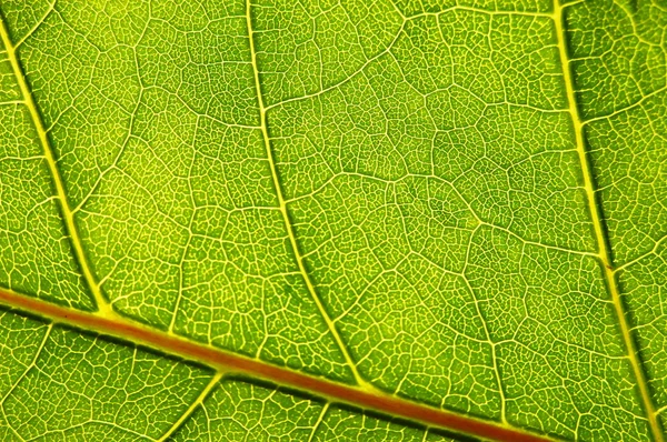结构和质地的绿叶 — 图库照片