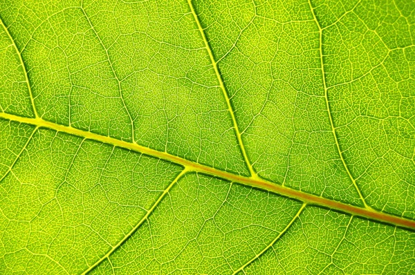 Structure and texture of green leaf — Stock Photo, Image