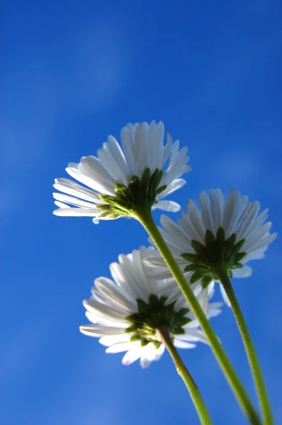 Marguerite sous le ciel bleu — Photo