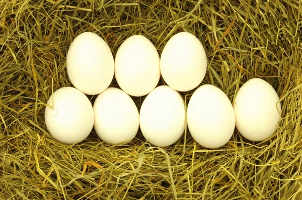 Blank egg in hey — Stock Photo, Image