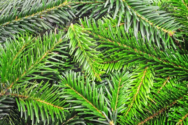 Green fir — Stock Photo, Image