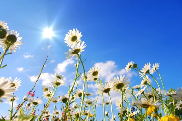 Flores en el prado en verano — Foto de Stock