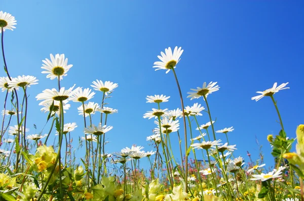 Daisy flower in summer — Stock Photo, Image