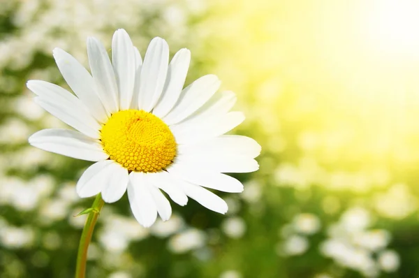 Цветок Дейзи на летнем поле — стоковое фото