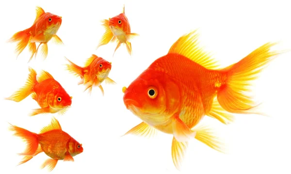 Коллекция Goldfish — стоковое фото