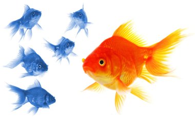 Goldfish clipart