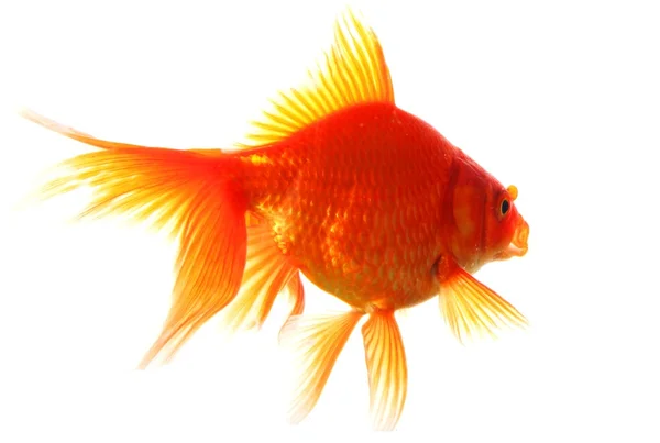 Золотая рыбка — стоковое фото