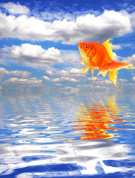 stock image Goldfish