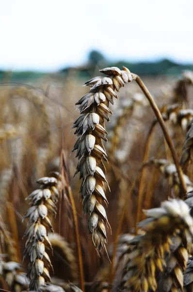 Wheat grain — Stock Photo, Image