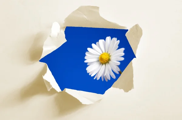 Flor detrás del agujero en papel —  Fotos de Stock