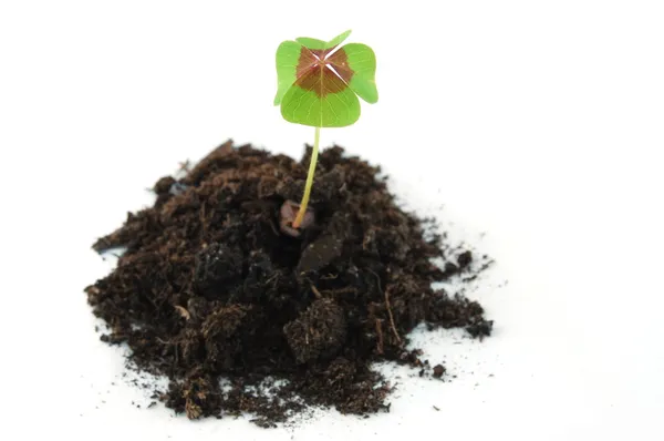 Plant on earth — Stock Photo, Image