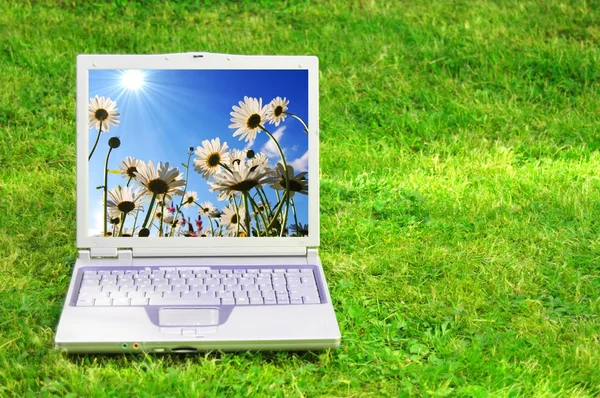 ดอกไม้และแล็ปท็อป — ภาพถ่ายสต็อก