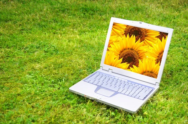 Blommor och laptop — Stockfoto