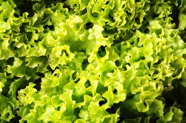 stock image Salad