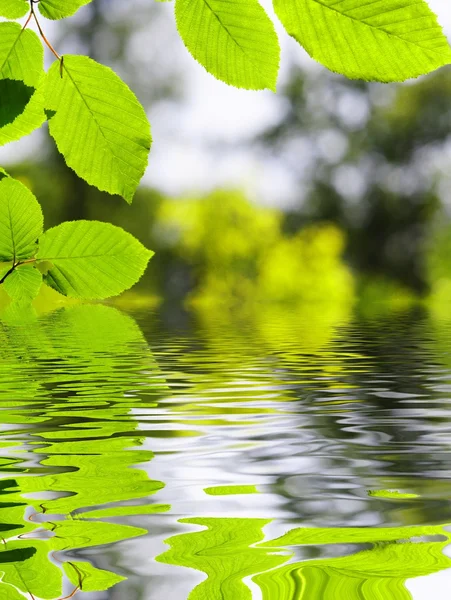 Hoja verde y agua — Foto de Stock