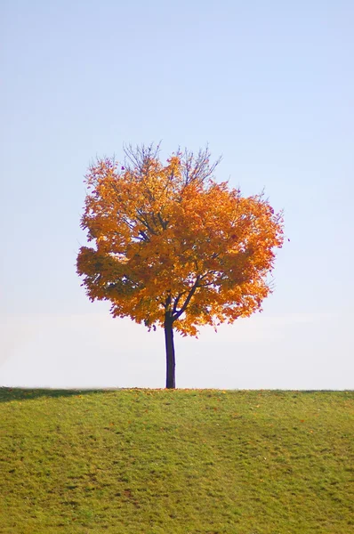 Albero in autunno — Foto Stock