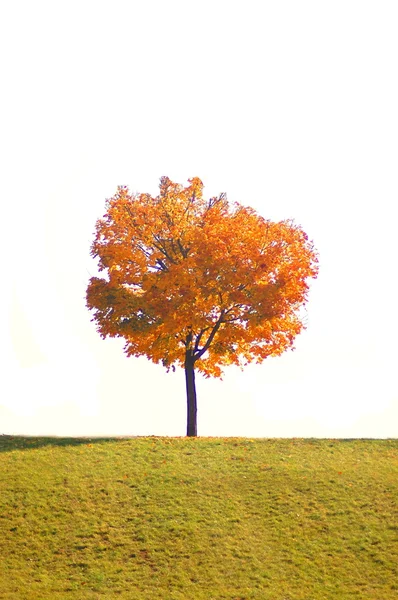 Árbol en otoño —  Fotos de Stock