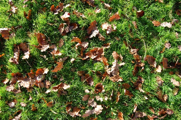 Gräs textur med blad på hösten — Stockfoto