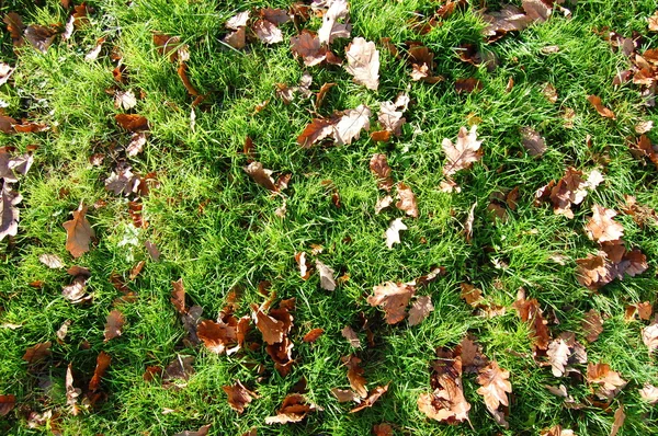 Gras textuur met bladeren in de herfst — Stockfoto