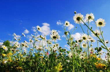 Daisy flowers in summer clipart