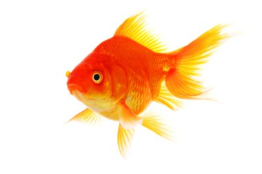 Goldfish clipart