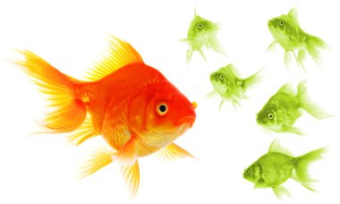 Individual goldfish clipart